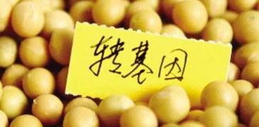 福特座椅大豆造，車內異味的“真兇”究竟是誰？