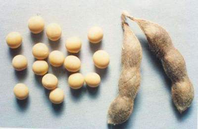 毛豆與黃豆 營養價值究竟誰更勝一籌？